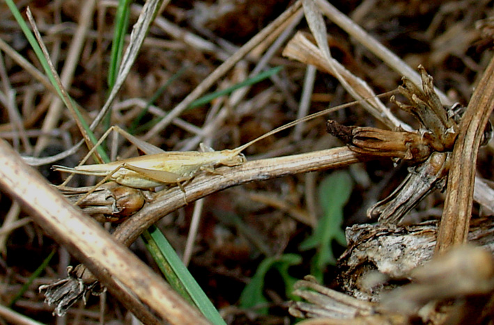 Oecanthus pellucens